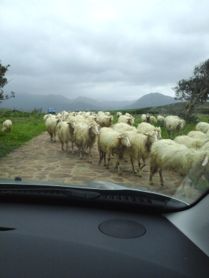 Italian sheep, just like Italian drivers.... all over the road.