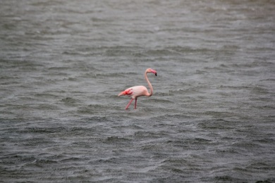 Even the Flamingoes have to lean in to the wind. 