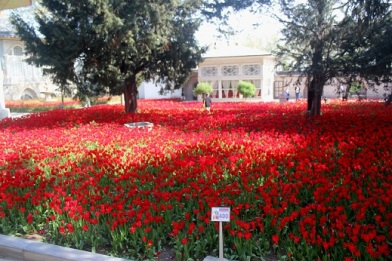 The Palace has an amazing garden with Poppies in full bloom. 
