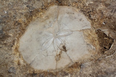 A fossilised shell imbedded in the limestone at The Azure Window. 