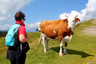 A standoff? Or just having a cow to cow natter? 